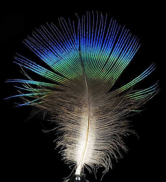 Feather_of_male_Pavo_cristatus_(Indian_peafowl)