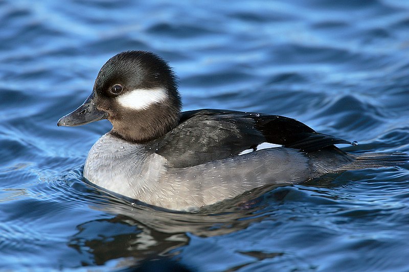 Anseriformes