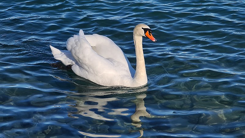 Anseriformes