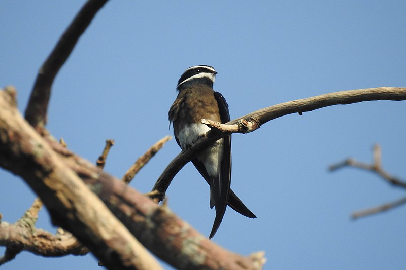 Caprimulgiformes