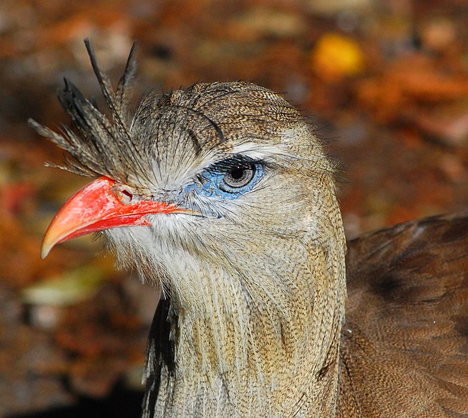 Cariamiformes