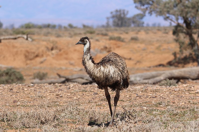 Casuariiformes