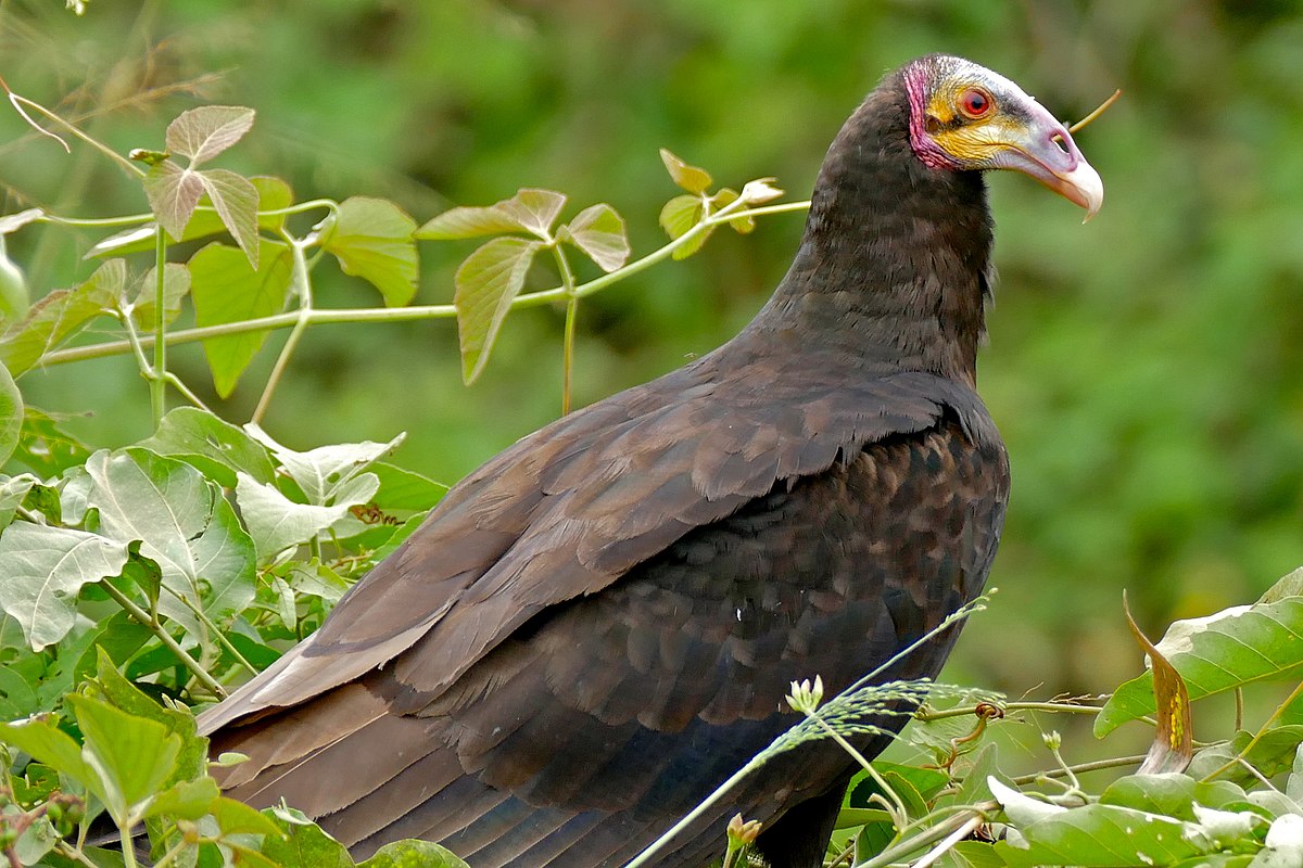 Cathartes burrovianus