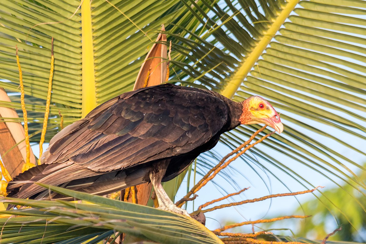 Cathartes burrovianus