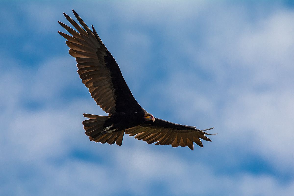 Cathartes burrovianus