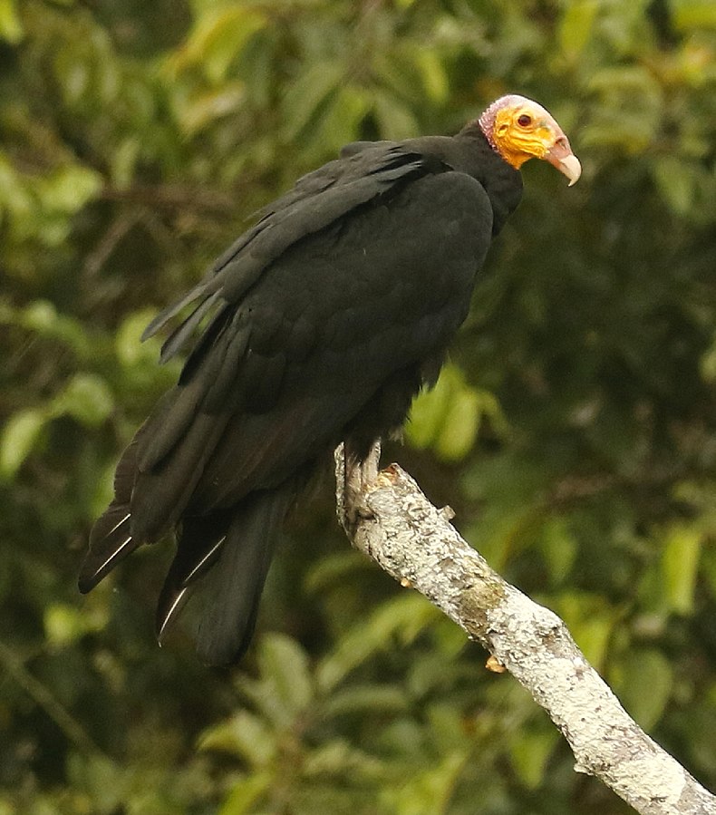 Cathartes melambrotus