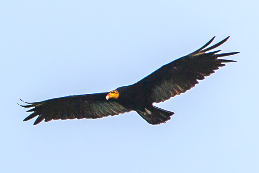 Cathartes melambrotus