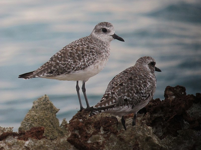 Charadriiformes