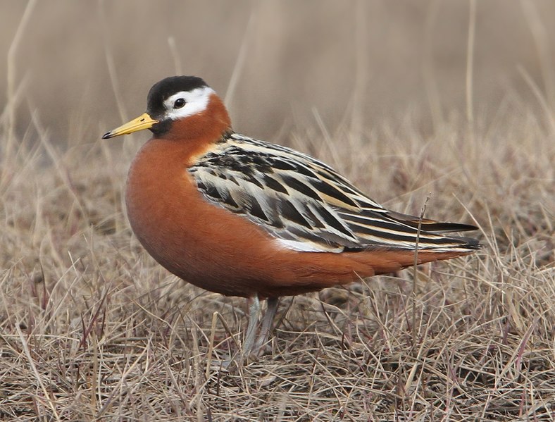 Charadriiformes