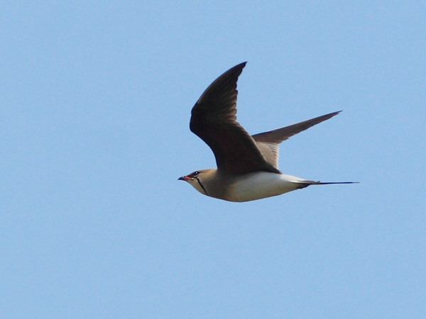 Charadriiformes