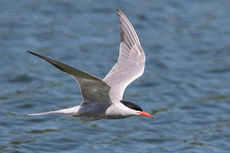 Charadriiformes