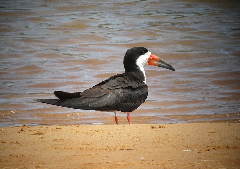 Charadriiformes