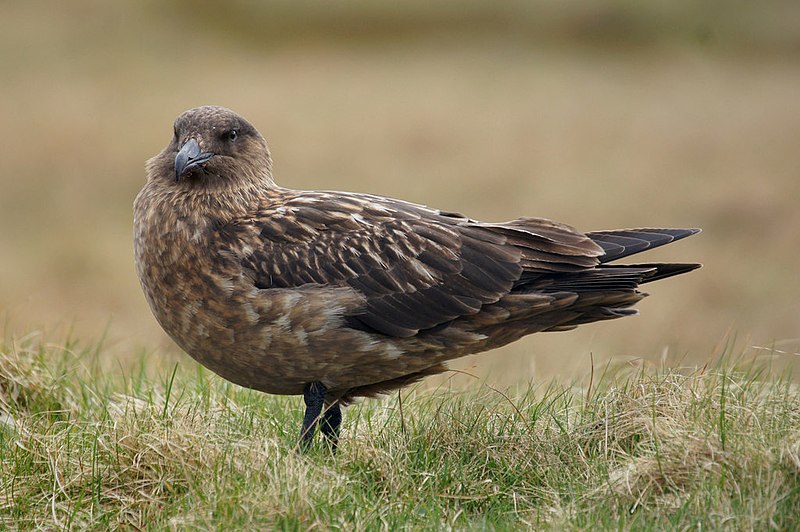 Charadriiformes