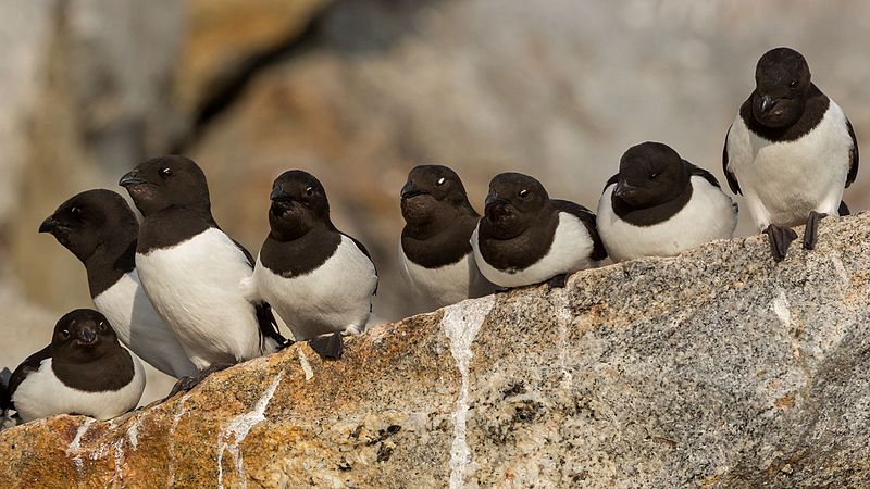 Charadriiformes