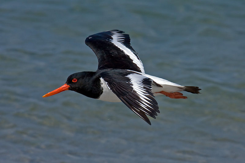 Charadriiformes