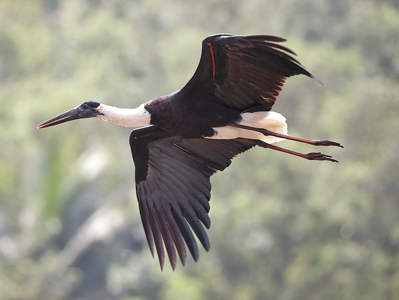 Ciconiiformes