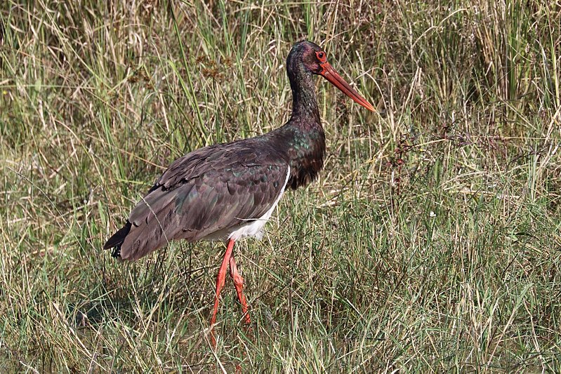 Ciconiiformes