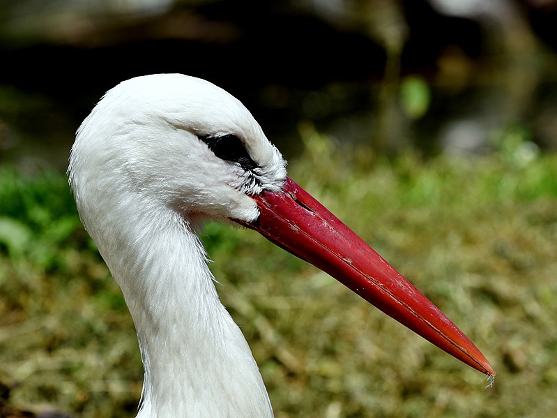 Ciconiiformes