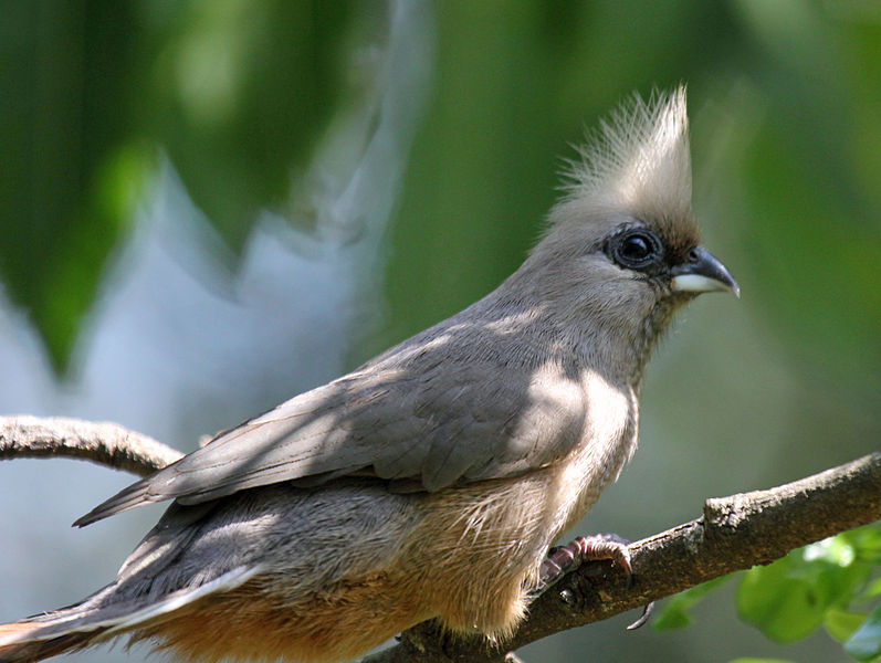 Coliiformes