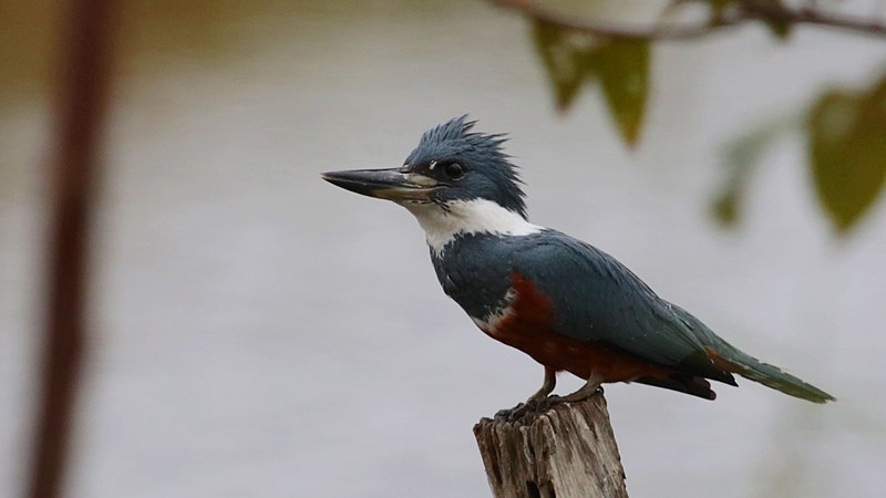 Coraciiformes