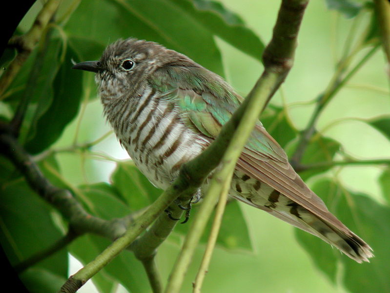 Cuculiformes