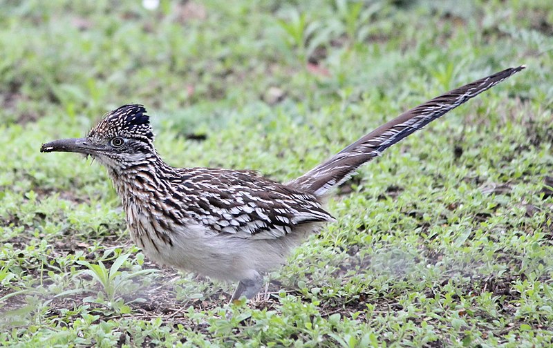 Cuculiformes