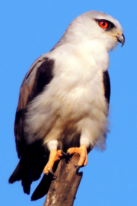 Elanus caeruleus