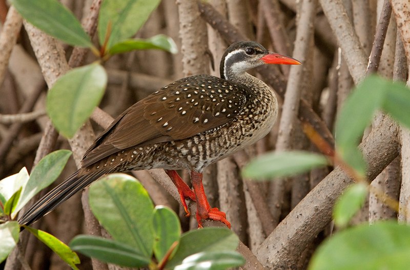 Eurypygiformes