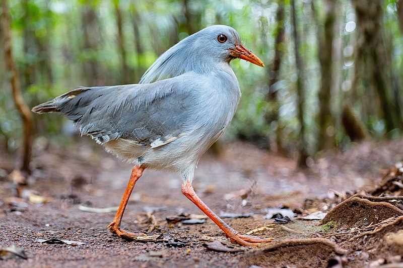 Eurypygiformes