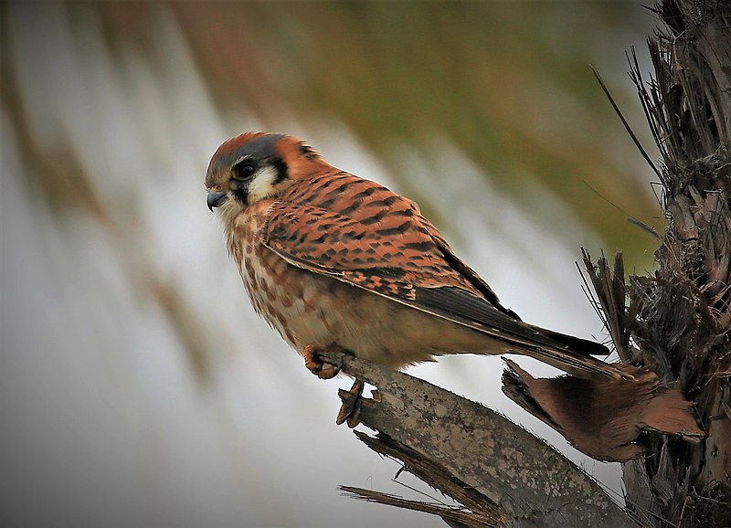 Falconiformes