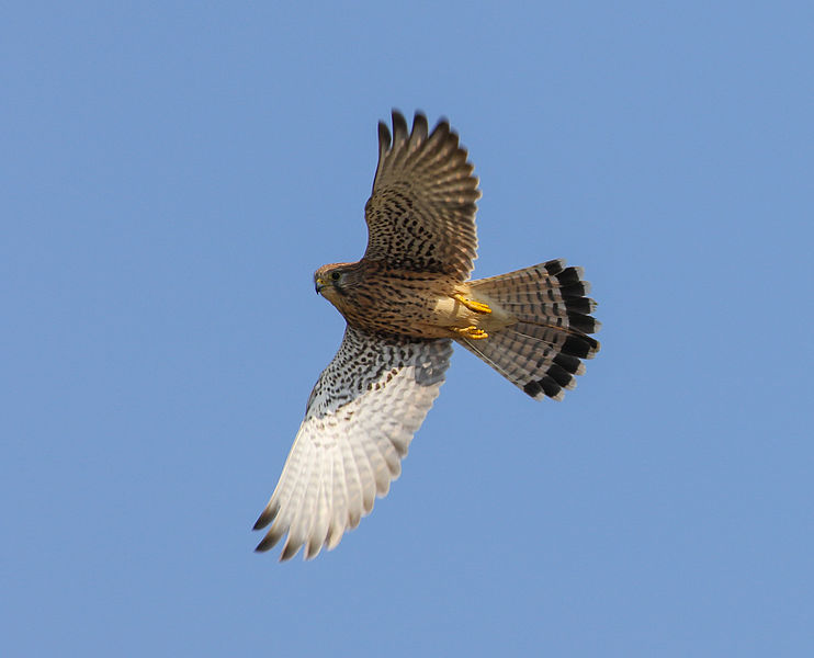 Falconiformes