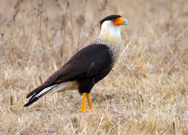 Falconiformes