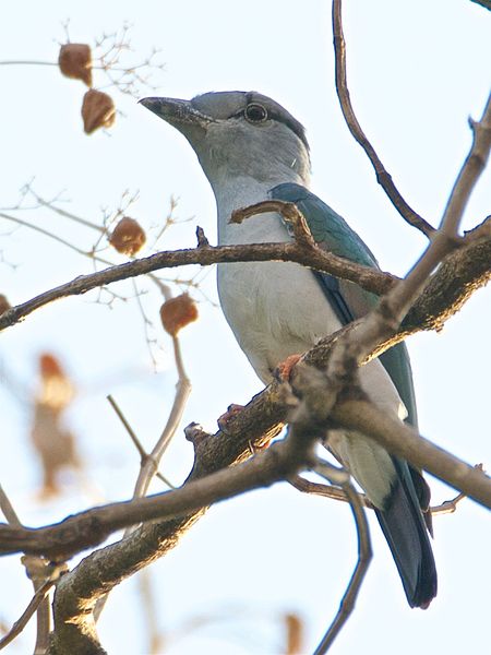 Leptosomiformes