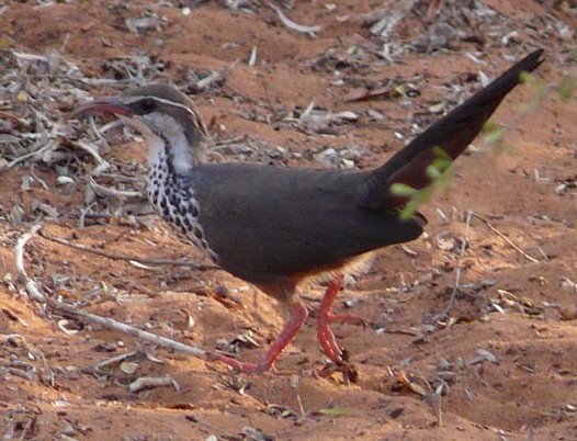 Mesitornithiformes