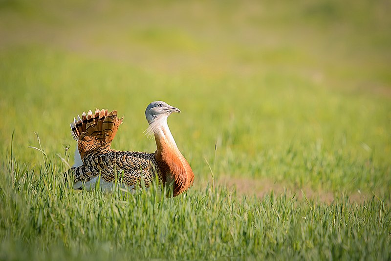 Otidiformes