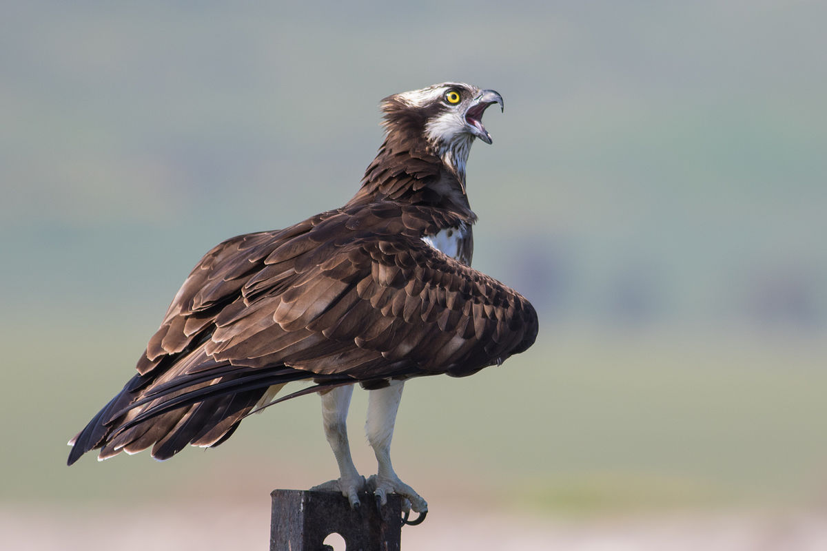 Pandion haliaetus