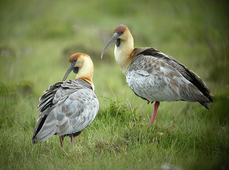 Pelecaniformes