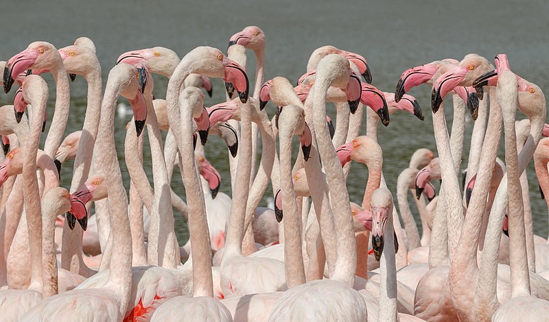 Phoenicopteriformes