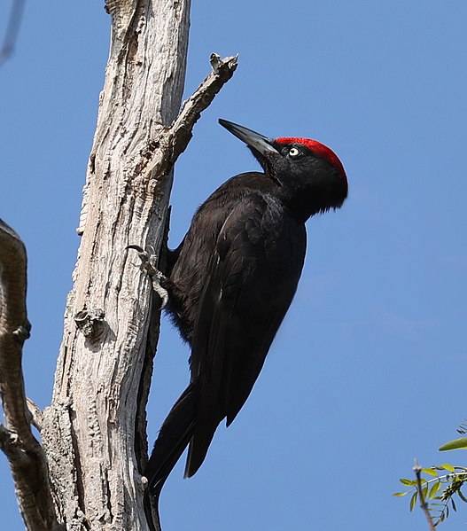 Piciformes