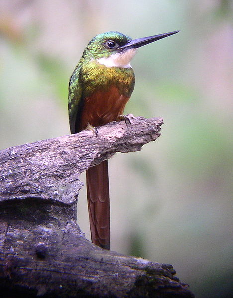 Piciformes