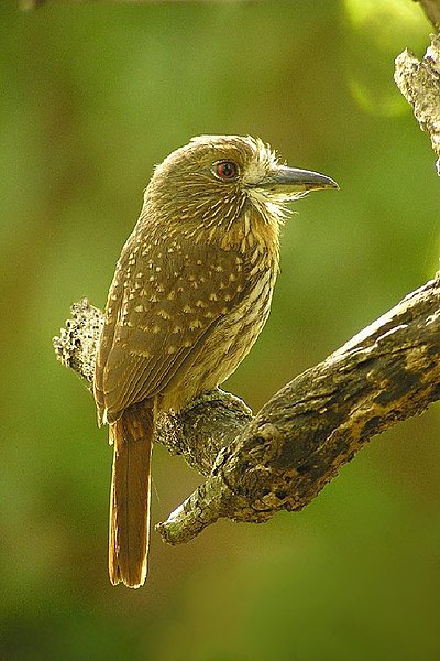 Piciformes