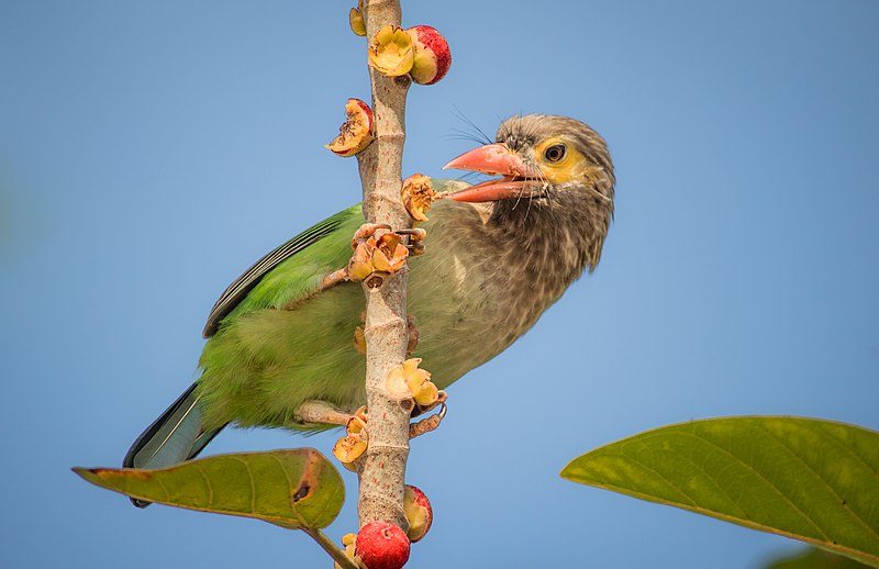 Piciformes