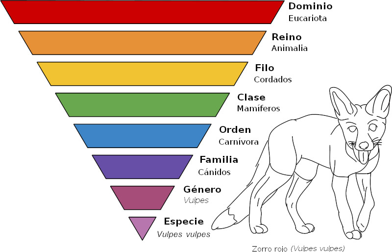 taxonomias