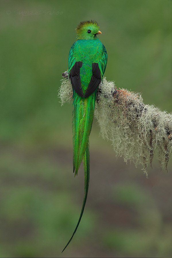 Trogoniformes